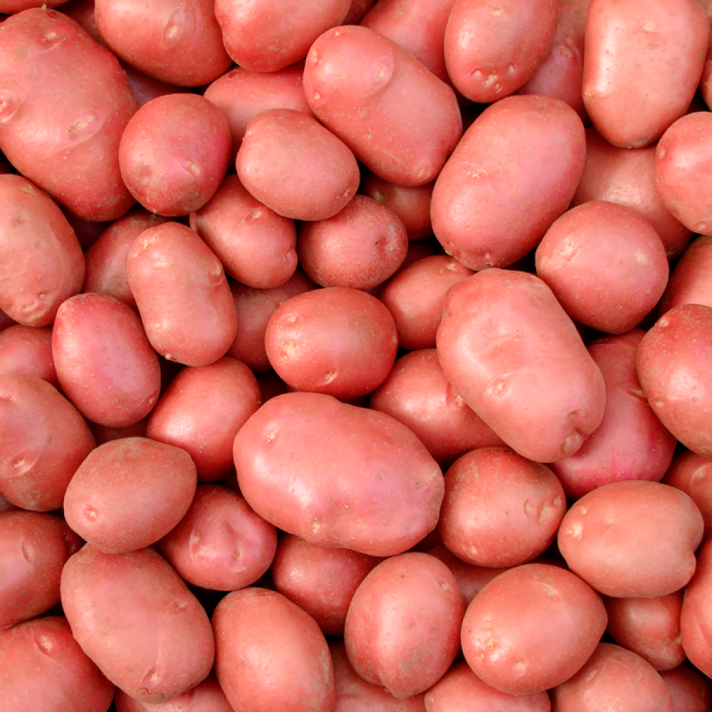 Új Burgonya / 10 Dkg